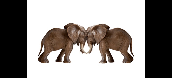 Elephants head to head