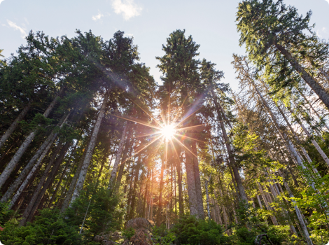 photo of trees