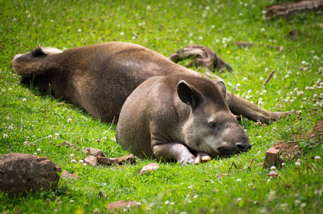 Tapir laying in grass